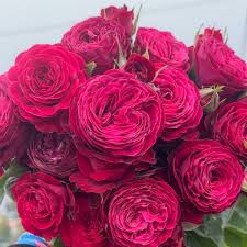 Pink Roses